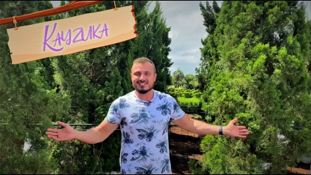 Kaizuka - A Planta que NÃO SE DEVE PODAR | Murilo Soares | Spagnhol