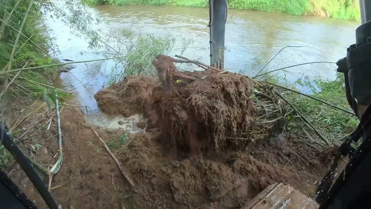 escavadeira tirando pe de taquaras
