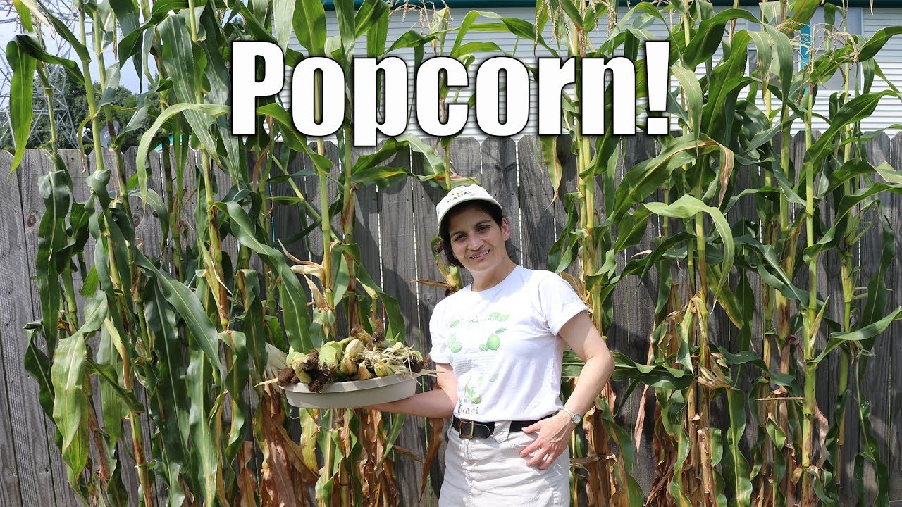 Growing Popcorn. Fun and Easy until the Squirrels Show Up.