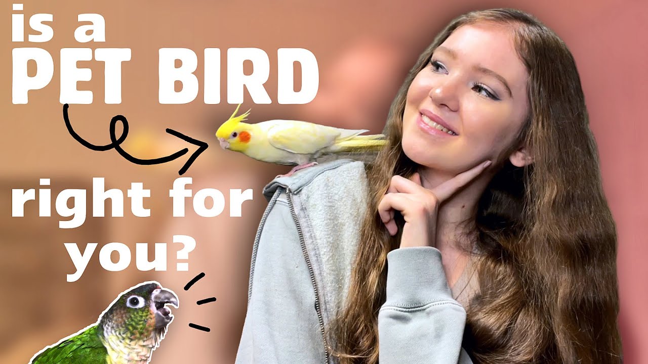 СТОИТ ЛИ ЗАВОДИТЬ ДОМАШНЮЮ ПТИЦУ? 🦜 | Что нужно знать, прежде чем принести домой попугая!