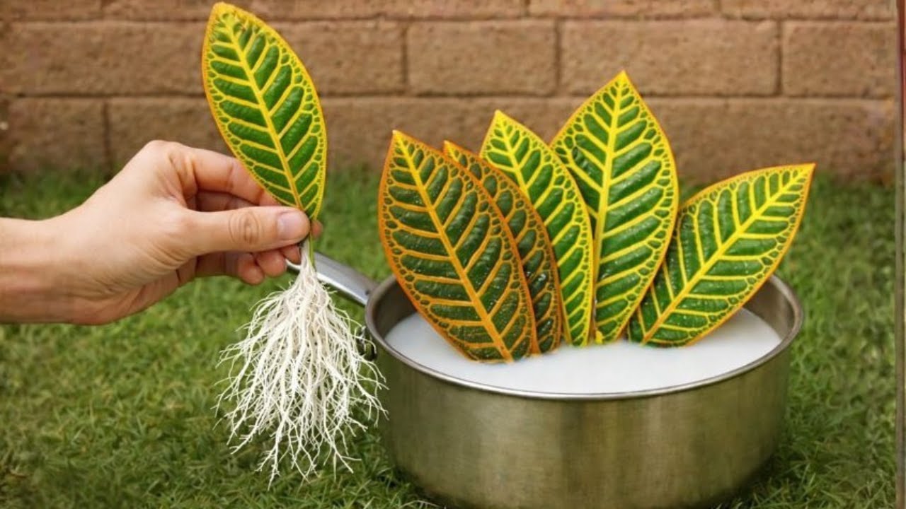 Este Método Japonés Hace que la Planta Cree Raíces Rápido 🌱