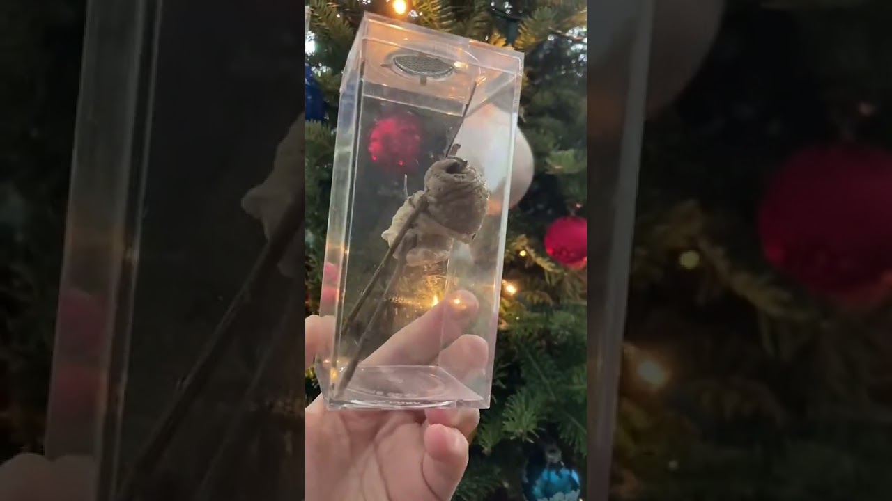 Be sure to check your Christmas tree! #christmas #christmastree #bug #ornaments #mantis #educational