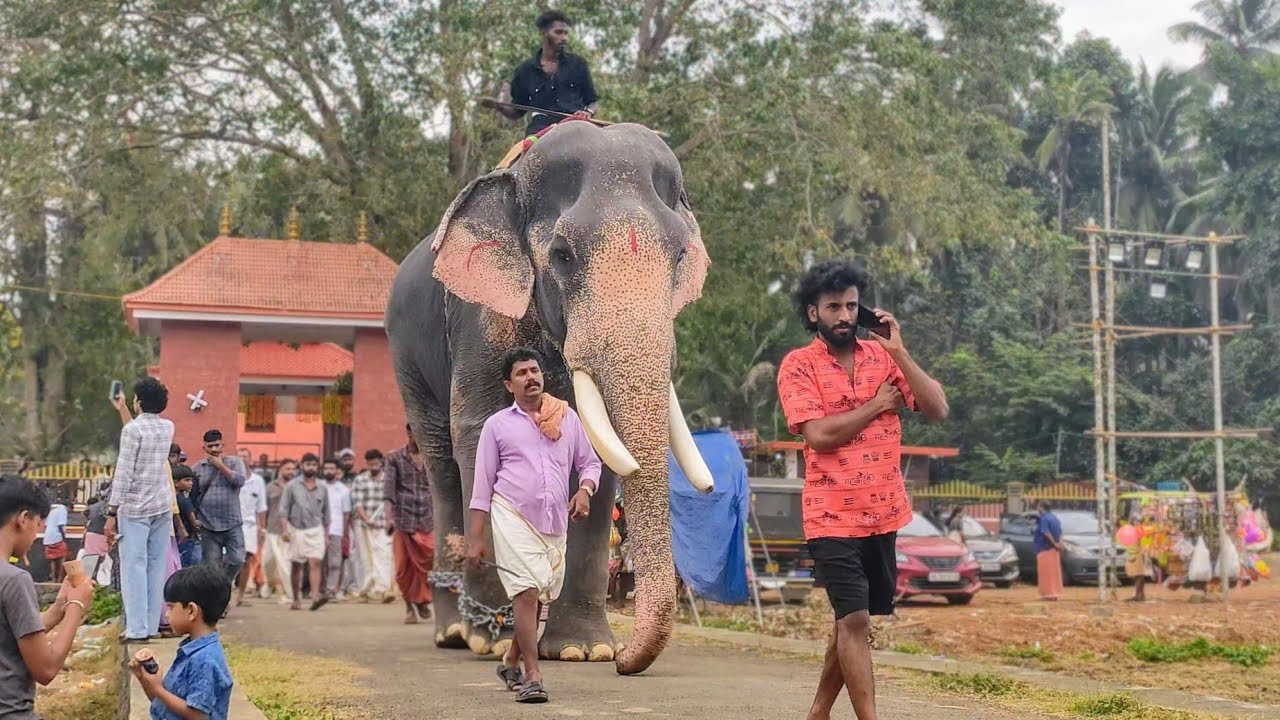 വള്ളുവനാട്ടിലെ വല്യാന ചെർപ്പുളശ്ശേരി രാജശേഖരൻ 🥰😍 Cherpulassery Rajashekharan  #elephant