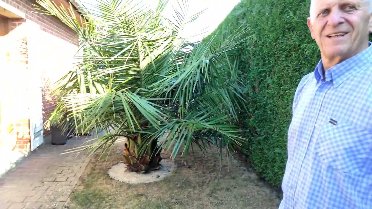quelques nouvelles du phoenix de Jacques août 2022, quelques problème de vidéo 😭😤😇🌴🌵
