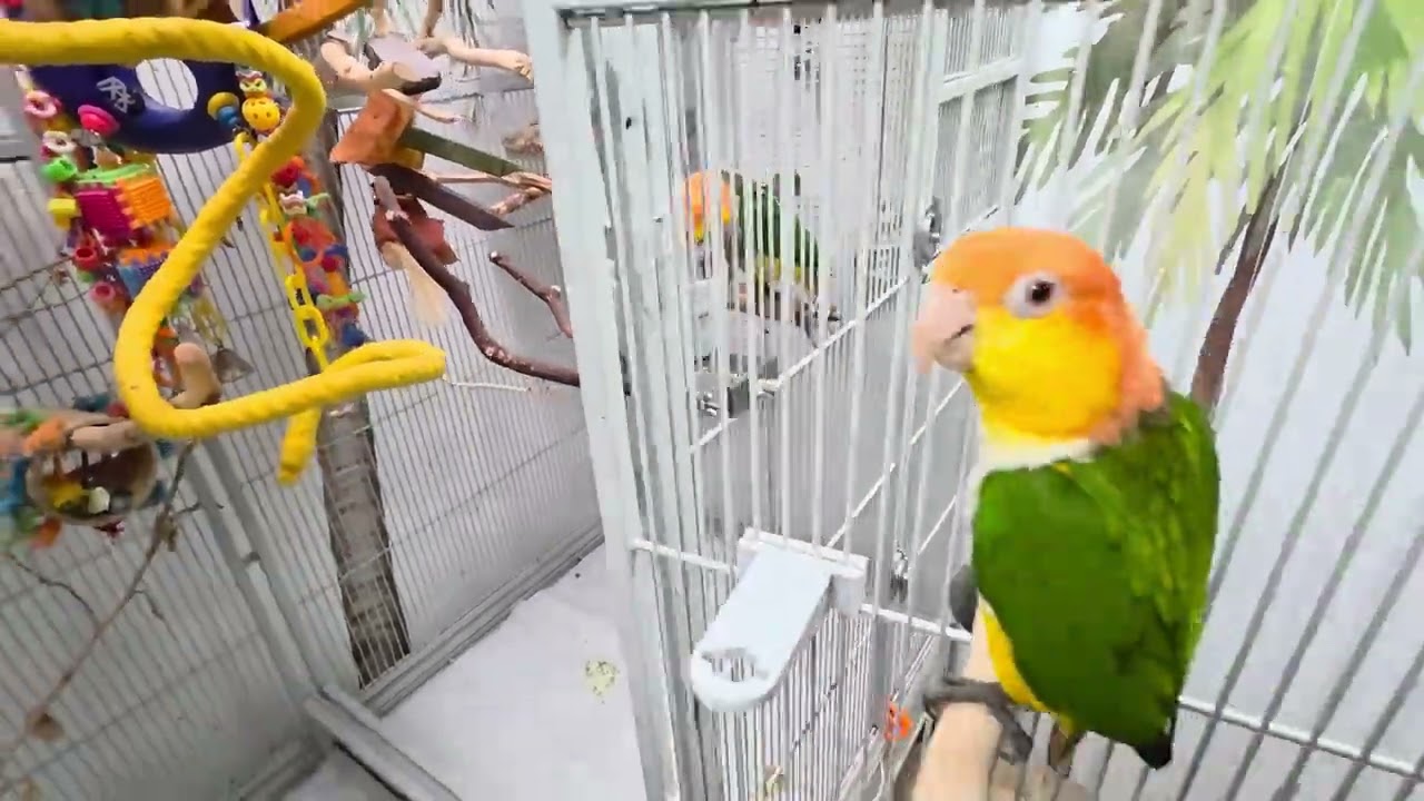 Welcome back to this morning's chop distribution video 😎