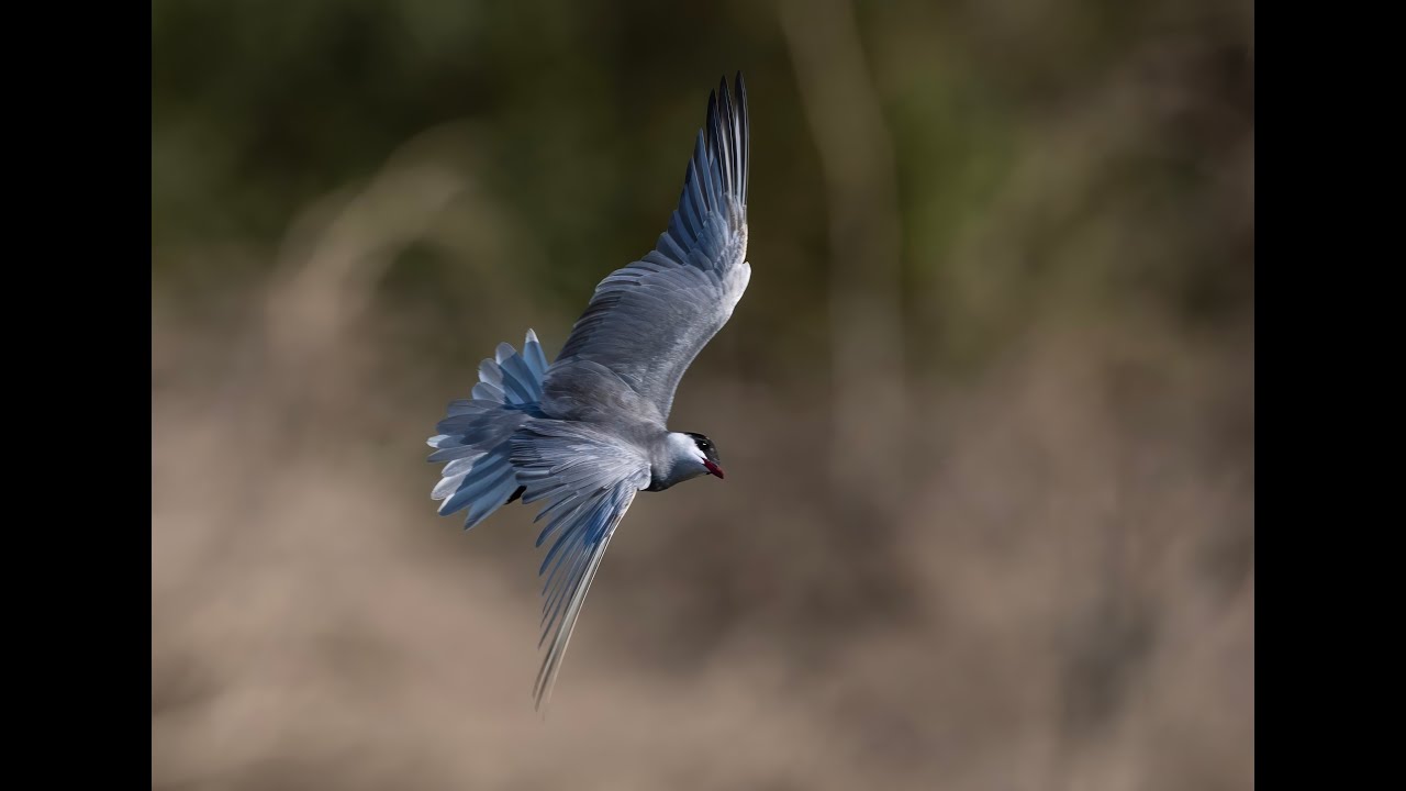WHISKERED TERN BATHING