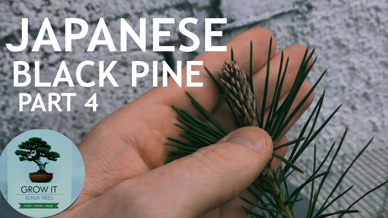 Japanese Black Pine from the 