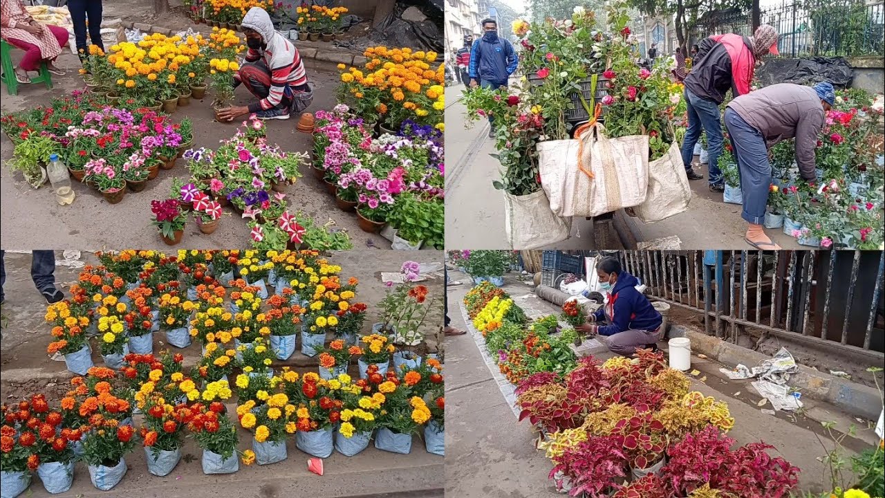 Tala Haat Visit & Current Prices Of Flower Plants || Price Reduces !