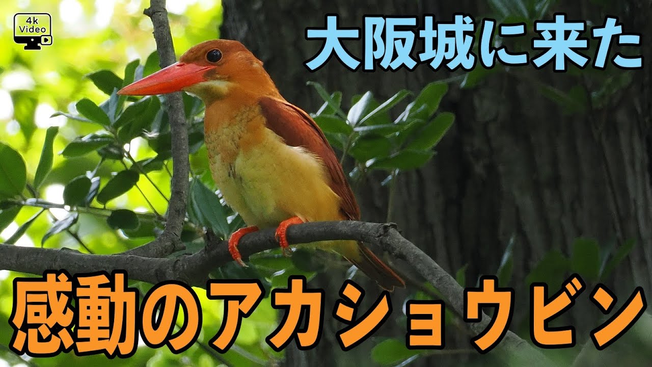 大阪城に来た！感動のアカショウビン！