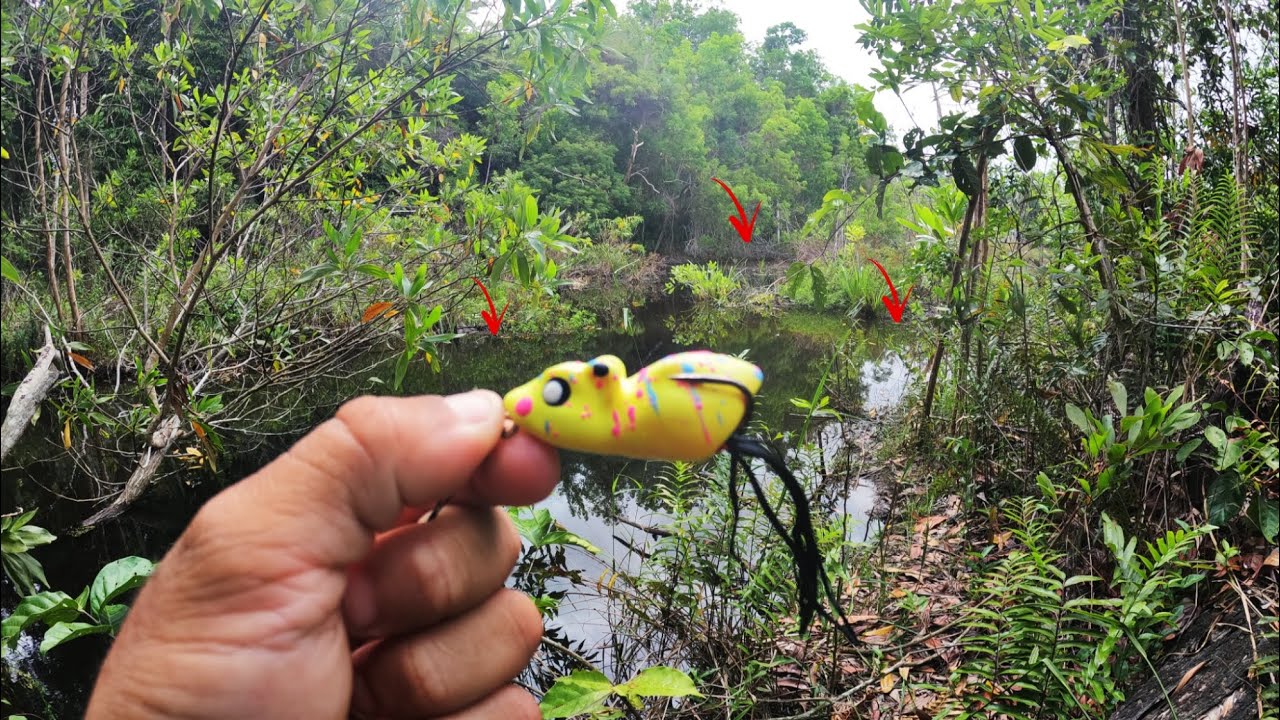 🚨 PESCARIA de TRAÍRAS no FROG! Parecia que não ia dar NADA… mas OLHA ISSO 🔥