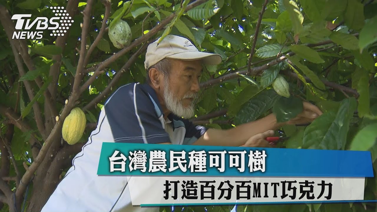 台灣農民種可可樹　打造百分百MIT巧克力