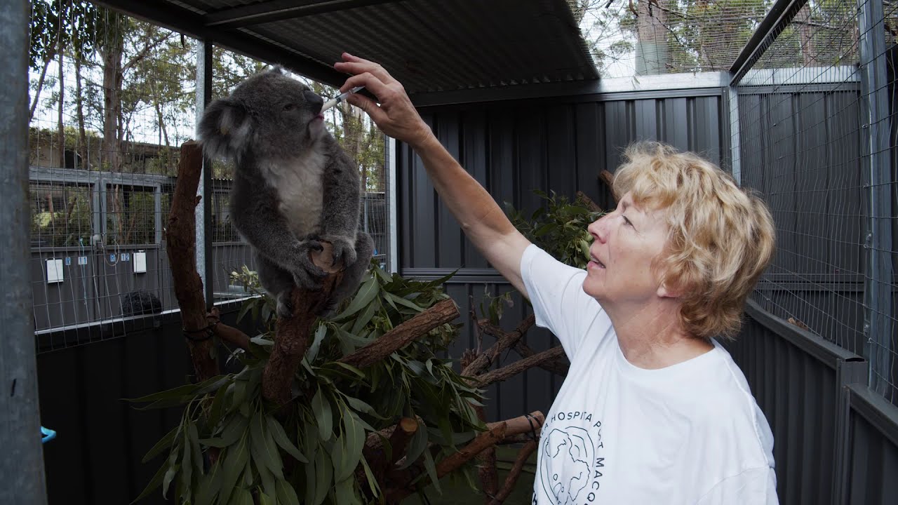Port Macquarie Koala Hospital