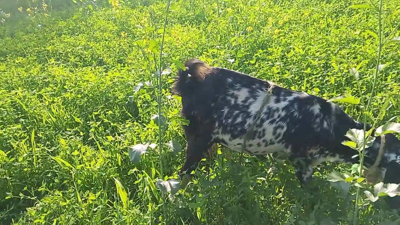Bakra bahawalpur City#cow #bolleywoodsong #duet 