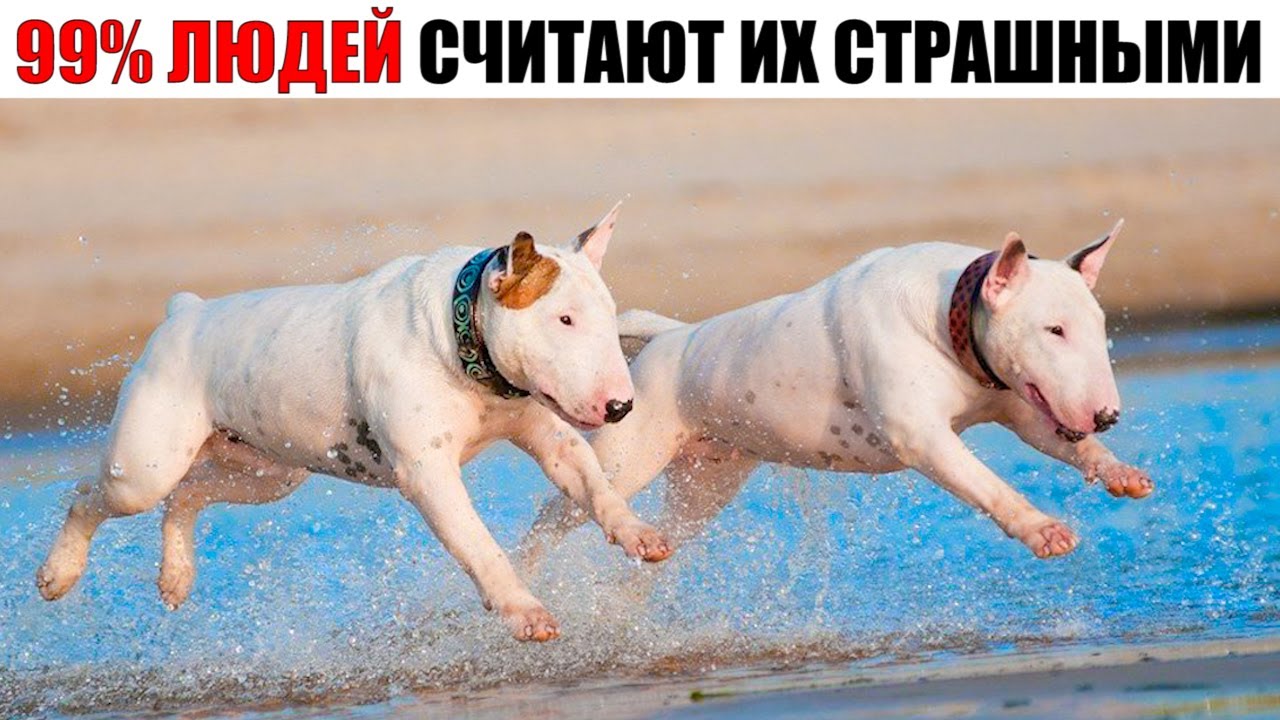 Бультерьер – Страшный Красавчик Добряк с Бойцовским Прошлым