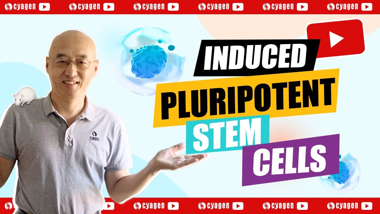 What are “induced pluripotent stem cells”?