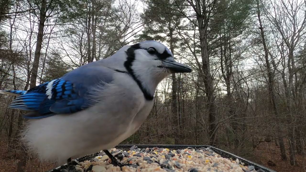 Red-bellied Woodpecker, Blue Jays, Northern Cardinal