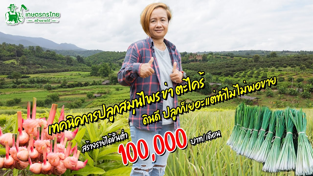 ปลูกเยอะ ไม่พอขาย เทคนิคปลูกสมุนไพร ข่า ตะไคร้ สร้างรายได้ 100,000 บาท/เดือน l ชมสวนเกษตรกรไทย Ep269