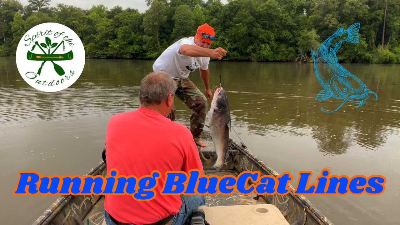 Running Blue Cat Lines