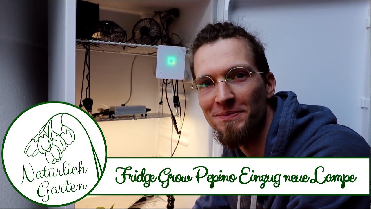 Fridge Grow  - Pepino Einzug und neue LED