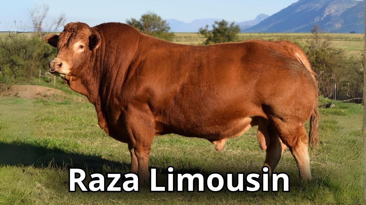 La raza de ganado Limousin. Características Generales