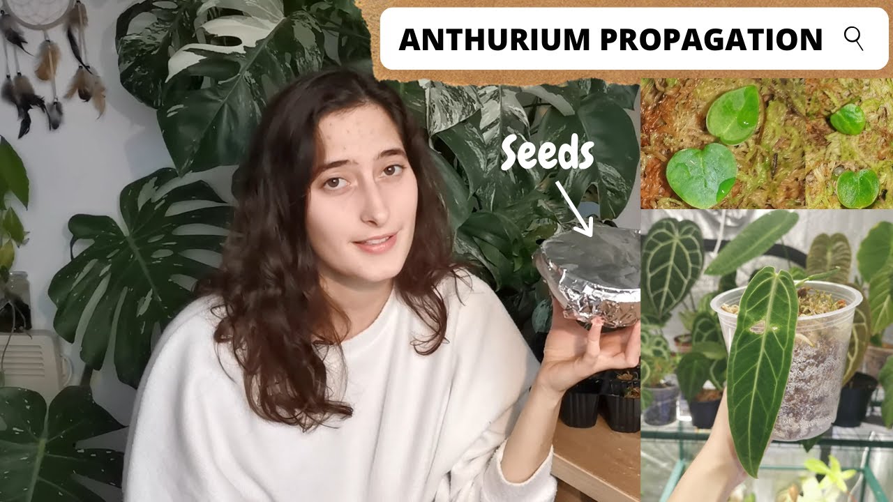 ANTHURIUM PROPAGATION: stem vs seed