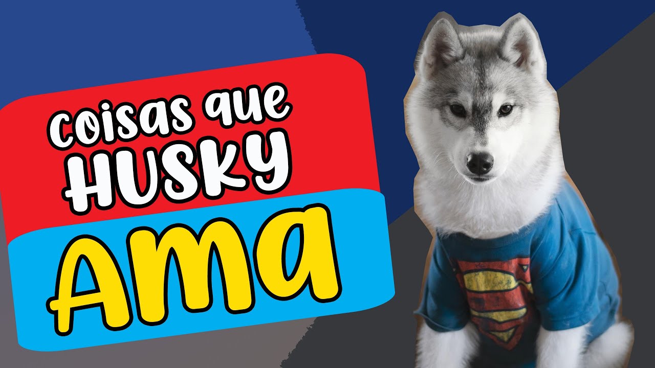 06 Coisas que Husky Siberiano AMA (Adora)