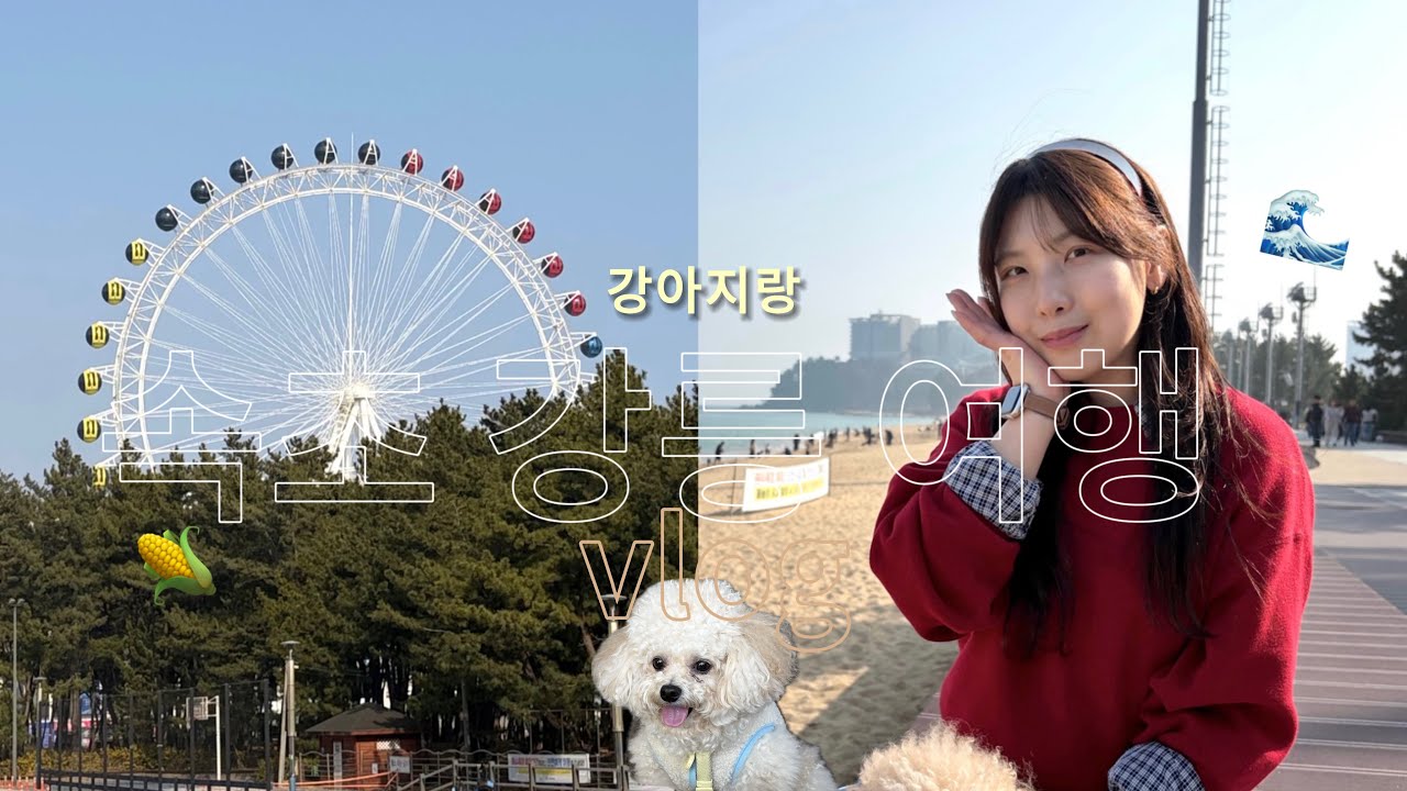 애견동반 강릉 속초 여행 브이로그🌽🌊🚗🎡