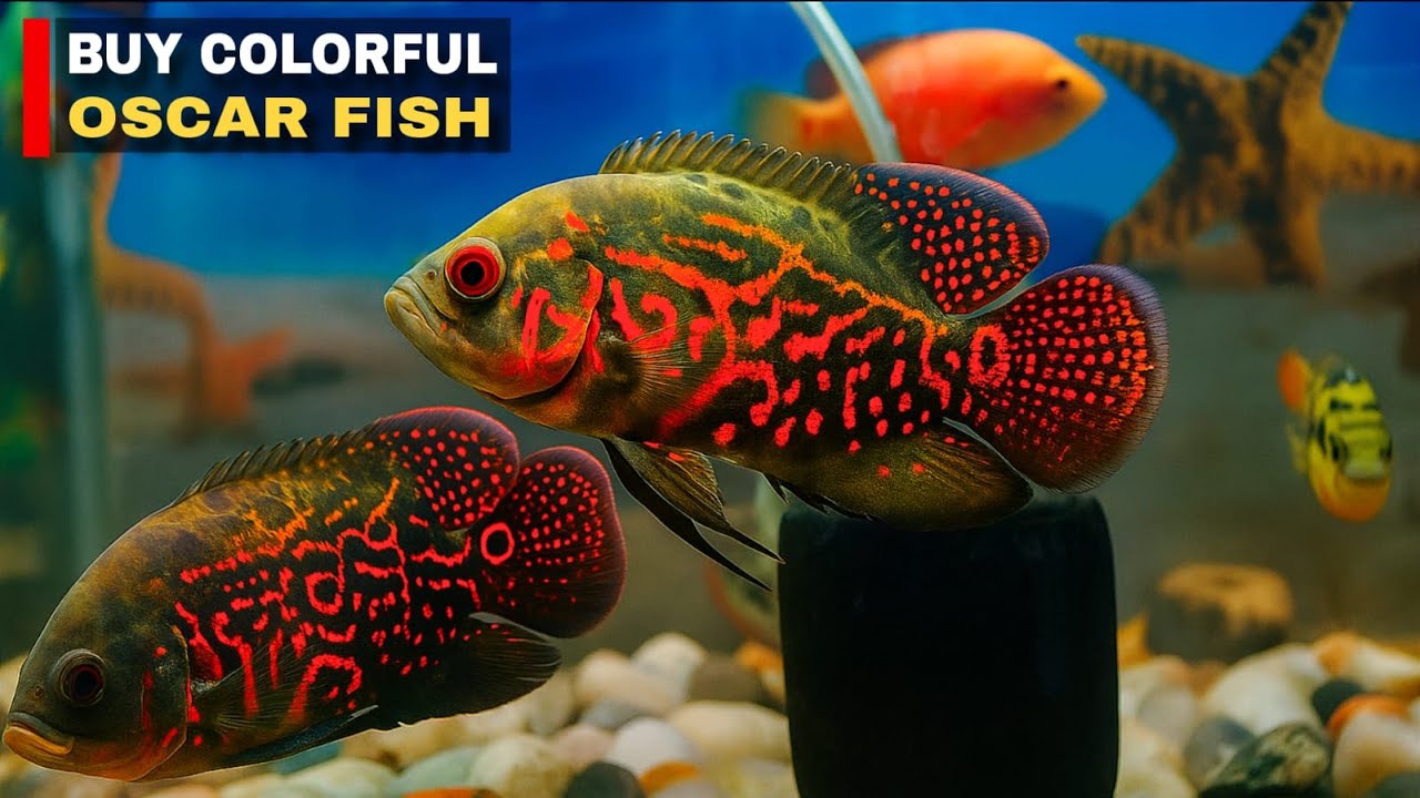 Added Colorful Oscar Fish in My New Aquarium | Oscar Fish Tank Setup 2025