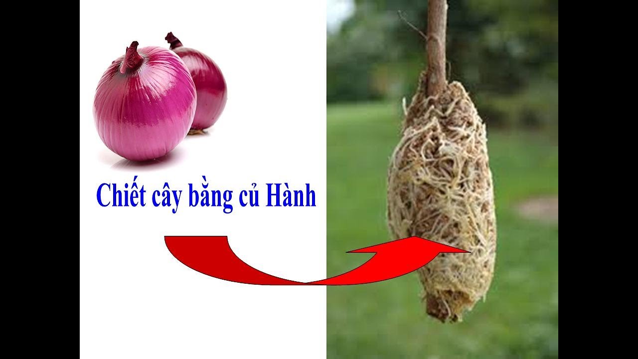 Hướng dẫn chiết cây sử dụng củ Hành để kích ra rễ - Ổi Thu Quế