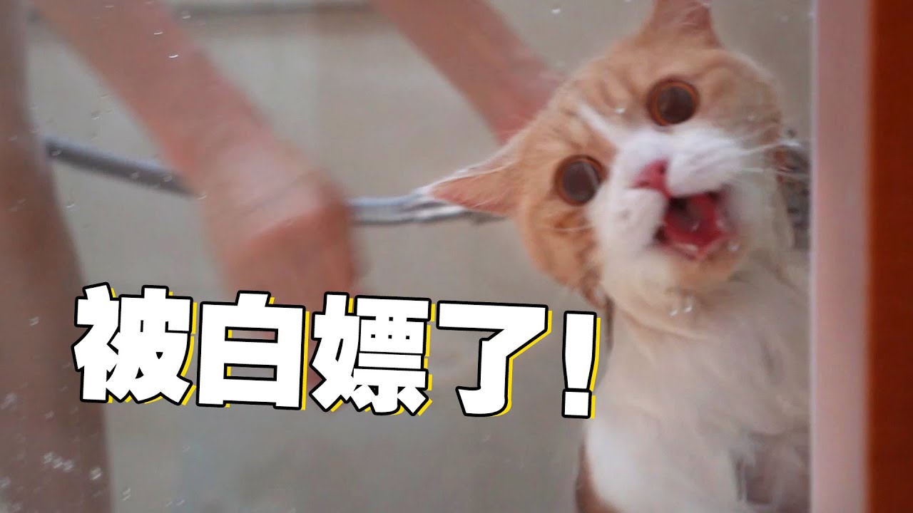 【喵来啦】说到做到，挑战给全网最暴躁的小猫咪洗澡！