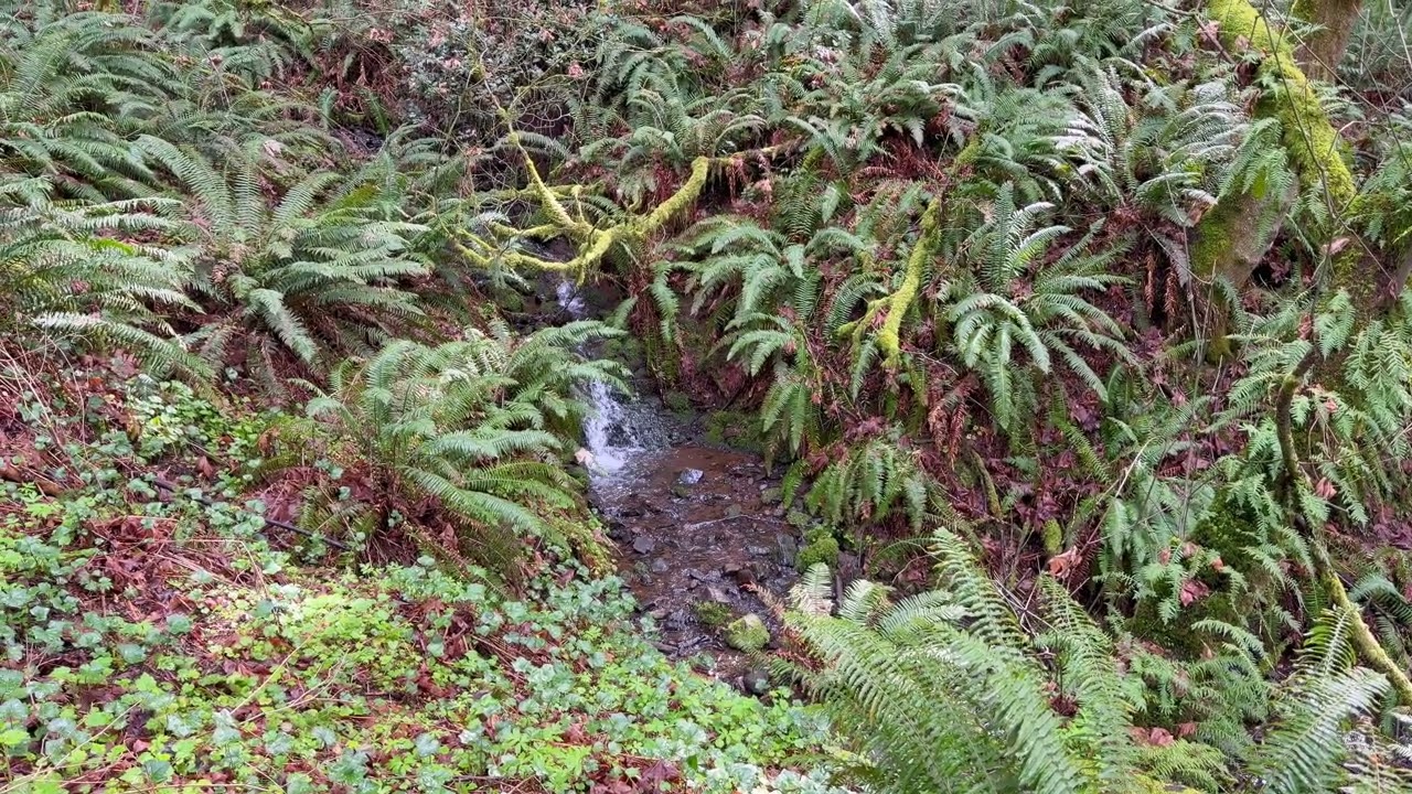 Lacamas Park and Forest Park