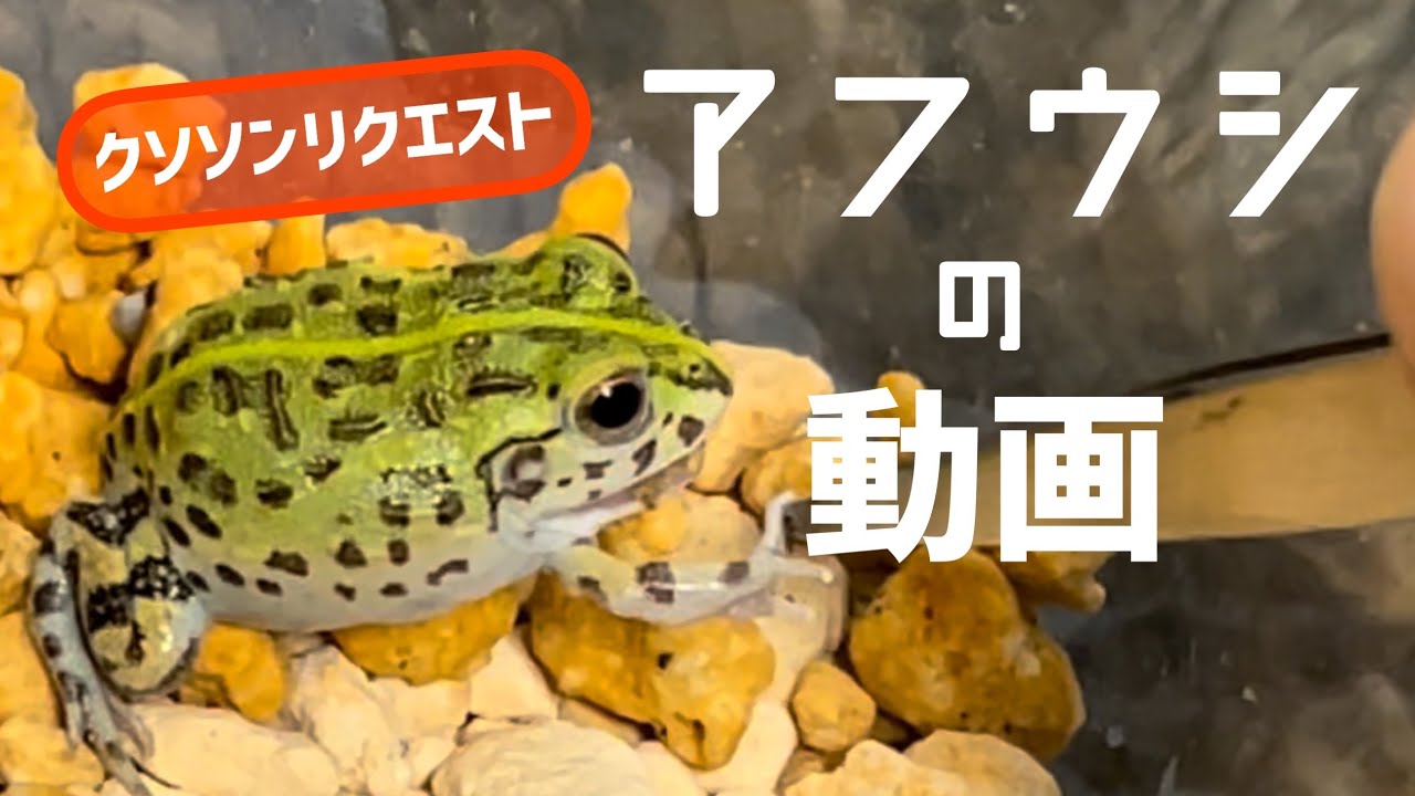 可愛い可愛いアフリカウシガエルの紹介