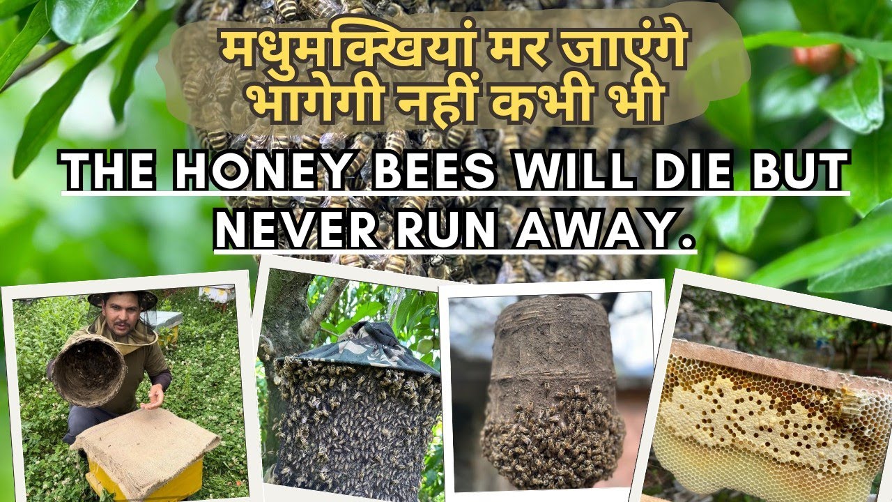 मधुमक्खी बॉक्स छोड़ कर भागेगी नहीं // Honey Bee Never Run #bee #viral #beekeeping