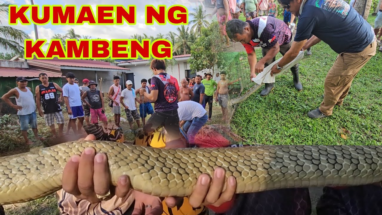 PINAKA MALAKING BANAKON NA NAHULI