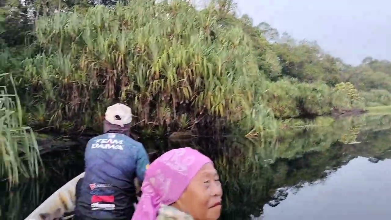 DAPAT IKAN TAPAH DUA BELAS EKOR,HASIL TAJUL DI HARI YANG KEDUA