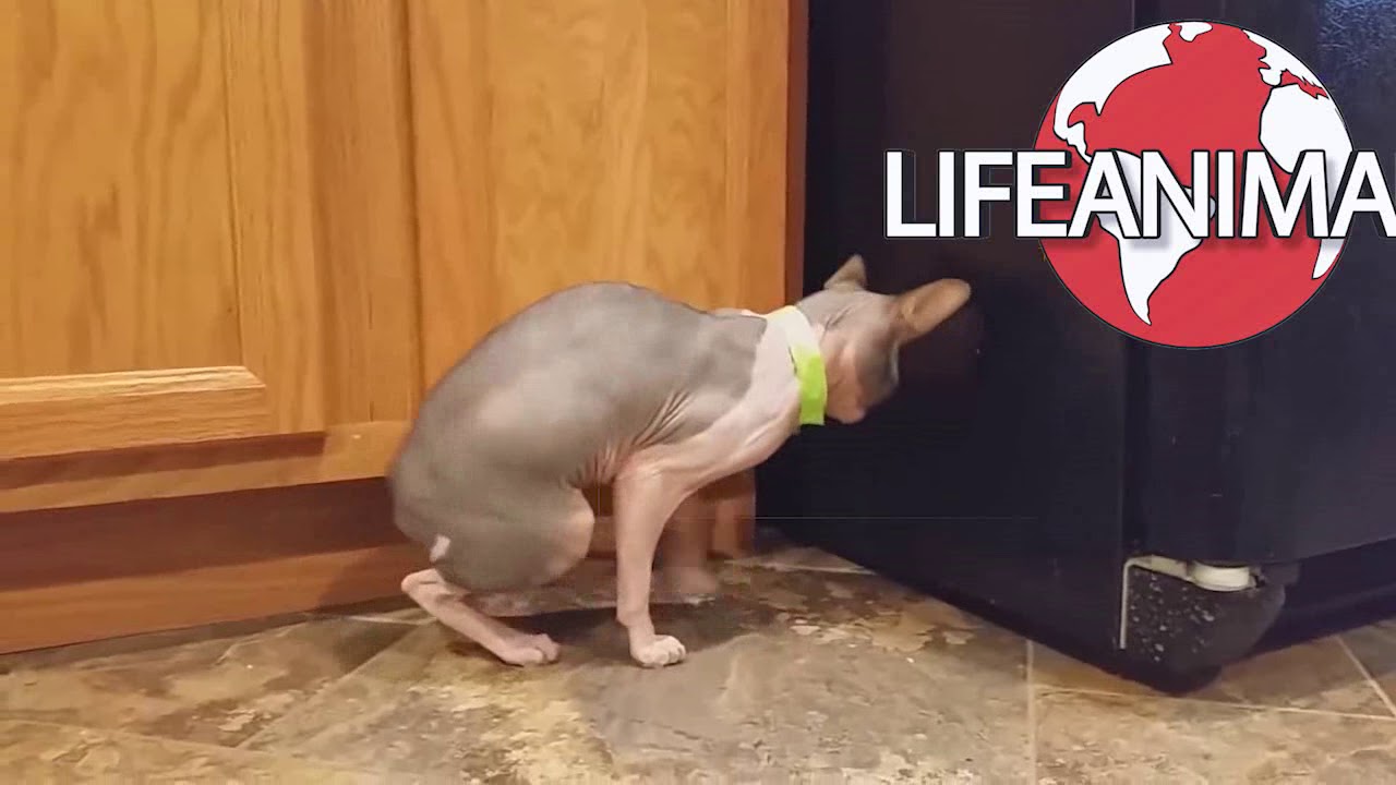 NAKED CATS are way FUNNIER THAN FURRY CATS!  Life Animals CATS compilation