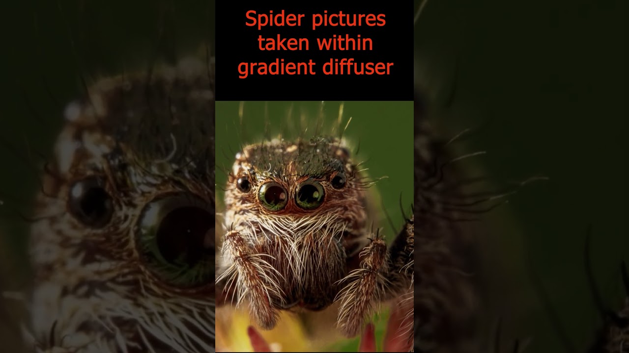 Spider pictures taken within gradient diffuser box 