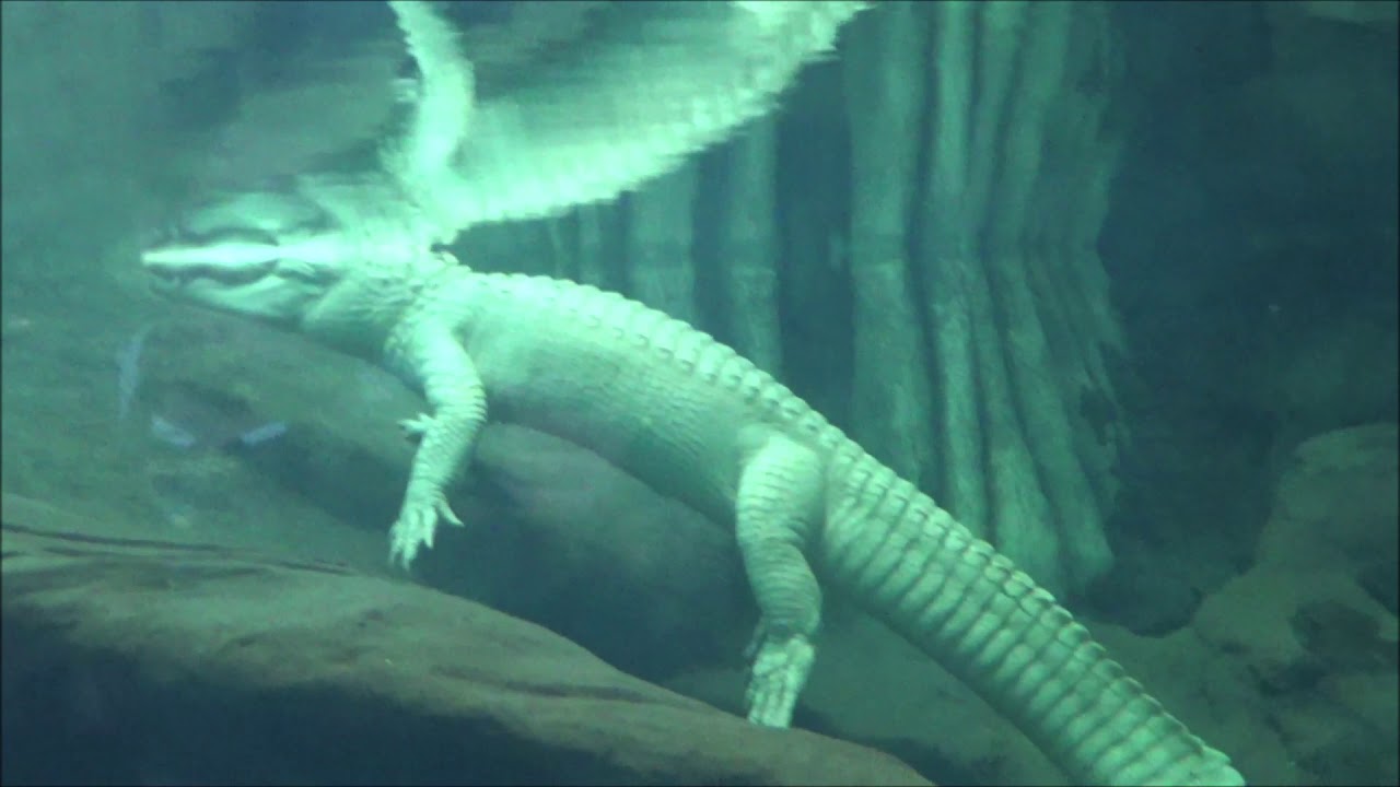 Virtual Tour of the California Academy of Sciences in San Francisco