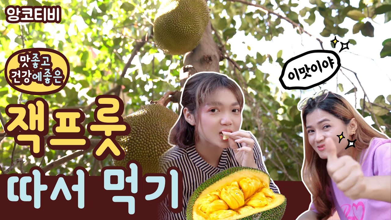 캄보디아 회사 앞마당에서 잭프룻 따서 먹기ㅣ맛 최고!! 영양도 최고!! Pick and Eat Jackfruit in Cambodia