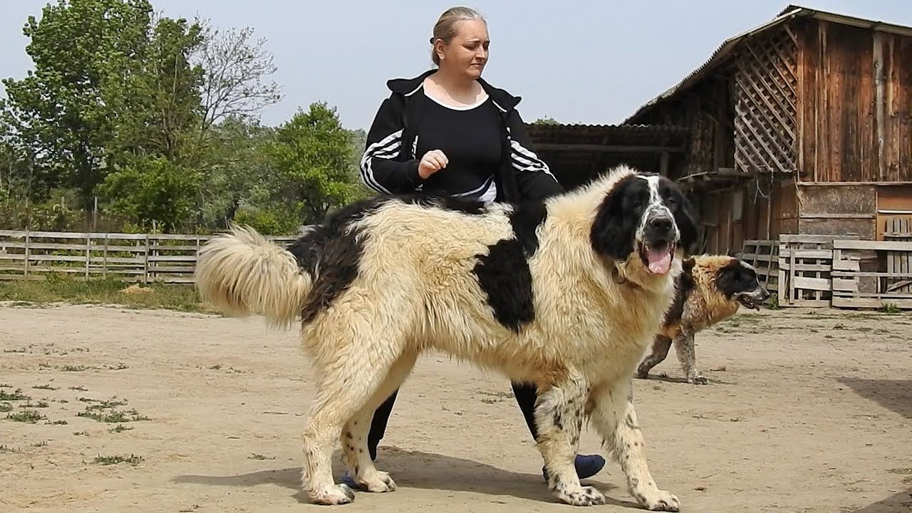 СЭМ, ГИГАНТ 87 СМ В ГРИБАНЕ, БУКОВИНСКАЯ ОВЧАРКА AT MR. МАРИАН МИХУ, КОПУСУ, ЯЛОМИТА