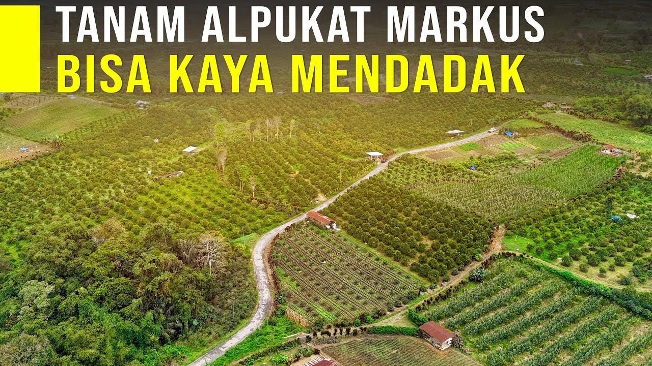 Sering Dianggap Remeh! Tanam Alpukat 2 Tahun Berbuah Lebat dan Peluang Ekspor Tinggi