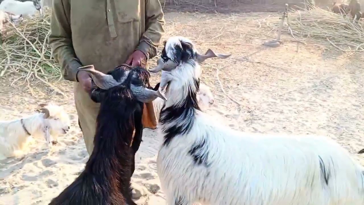 Dera den panah (DDP) goat : The Queen of Dairy Goats and Worlds Best Milking Goats Hanjra  goat farm