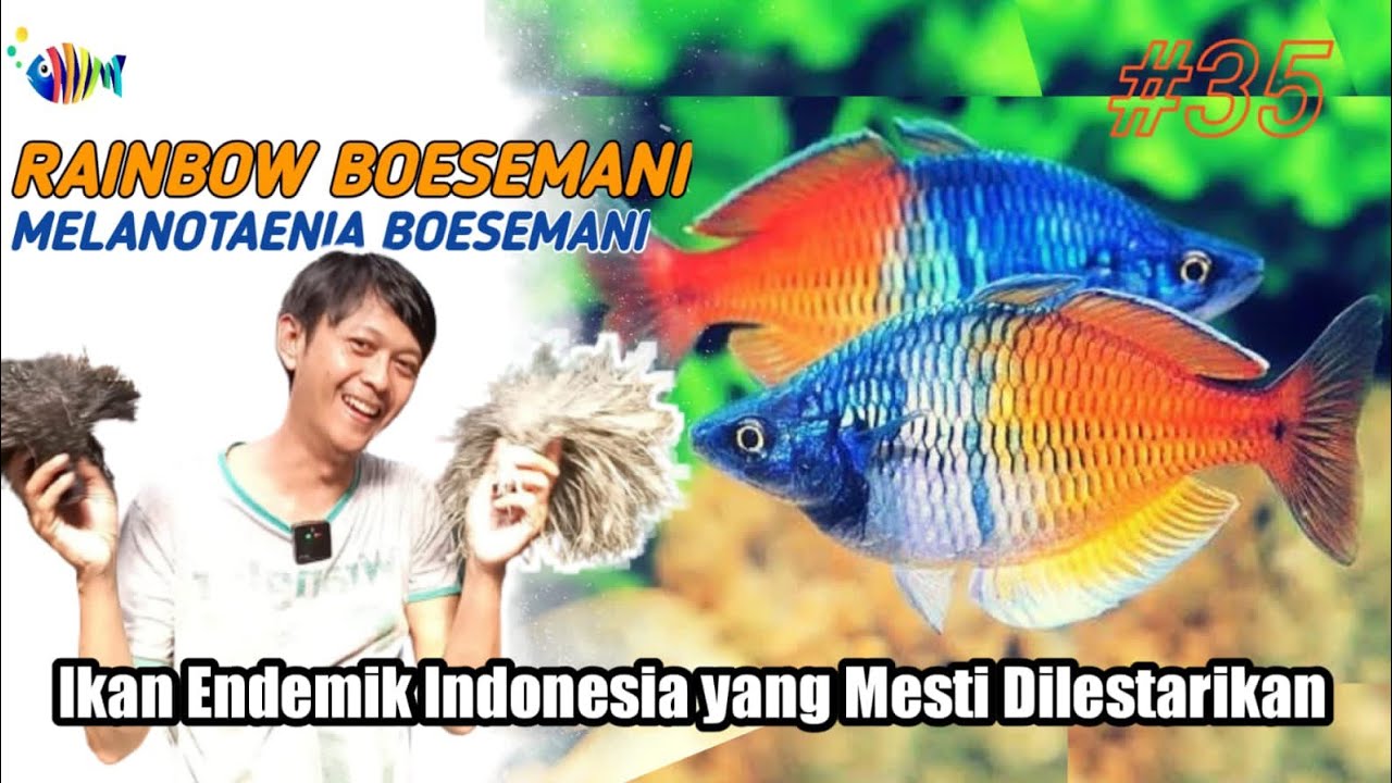 Budidaya Rainbow Bosemani Balon | How To Breed Boesemans Rainbow Fish