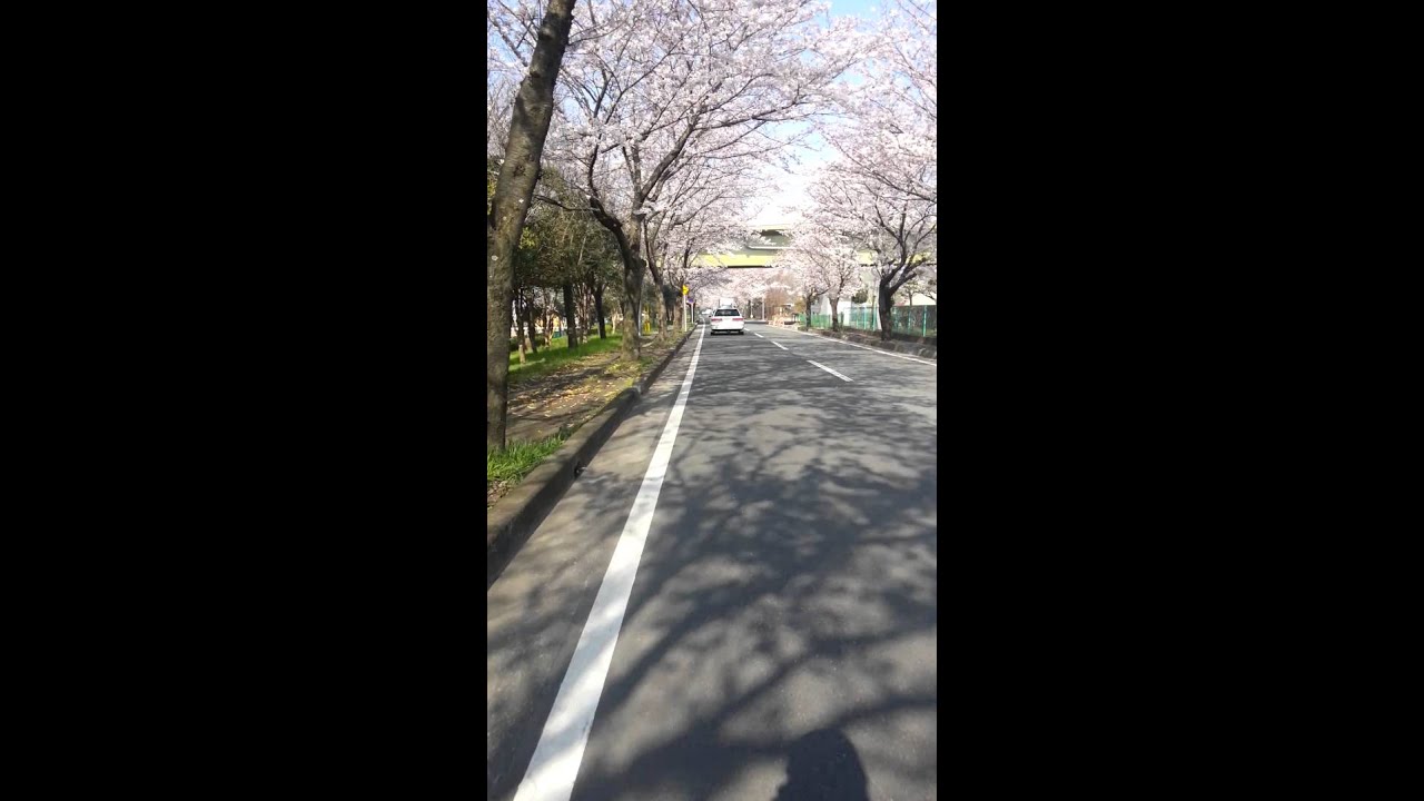 Calle con Sakura, Satte-shi