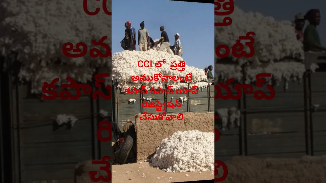 #CCI లో  ప్రత్తి అముకోవాలంటే  కపాస్ కిసాన్ యాప్ రిజిస్ట్రేషన్ చేసుకోవాలి #Kapas Kisan App