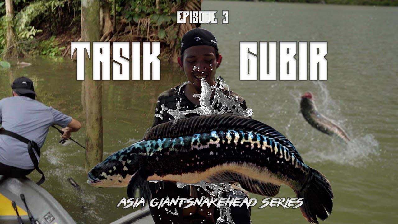 Toman Tasik Gubir , Kedah - Asia GiantSnakehead Series EP3 [ PART 1 ]