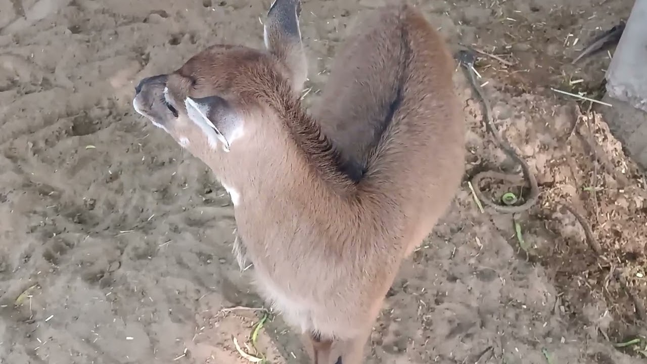 So Innocent... So Pure 🥺💖 | Heart-Touching Moments of a Baby Nilgaay