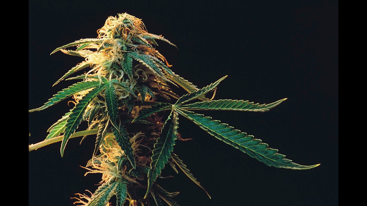 Marijuana Milk 2016 Cannabis Infused Milk | Quick How To Video on making Cannabis Milk.