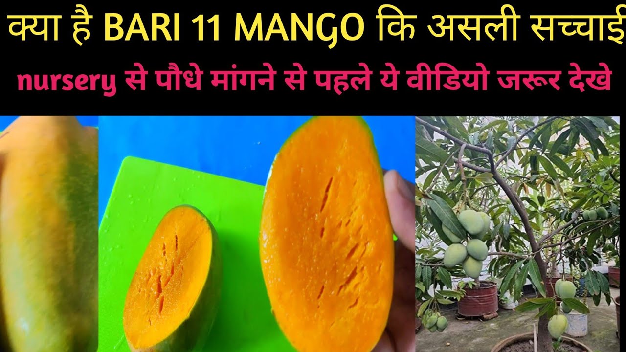 Bari 11 Mango Plant खरीदने से पहले ये वीडियो जरूर देखे