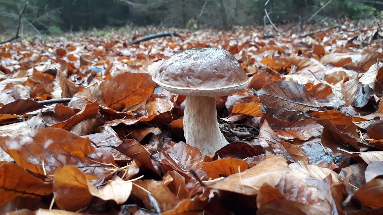 Houby🍄 17.11.2019-Hřiby smrkové nekončí🌳❤, Boletus edulis🌳